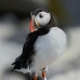 puffin_atlantic_msi_v_0709_can1737.jpg